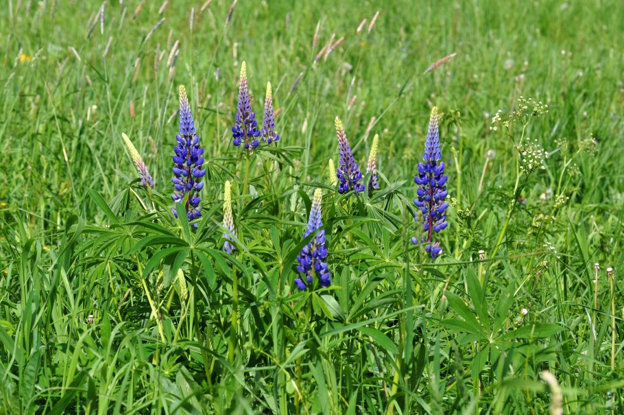 Люпин тонколистный сидерат