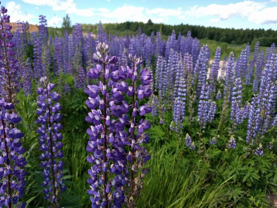 Люпин Флорес цветы
