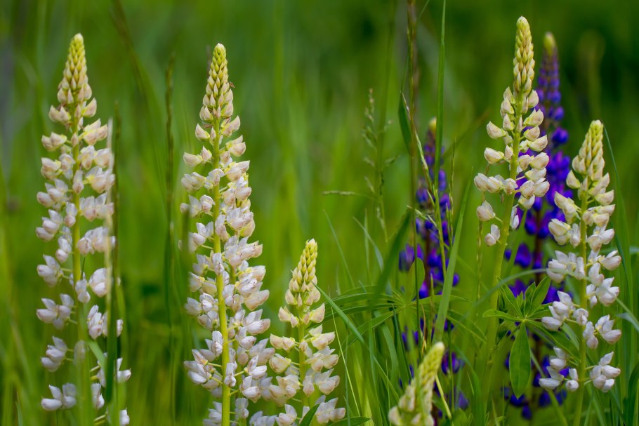 Люпин узколистный Белозерный