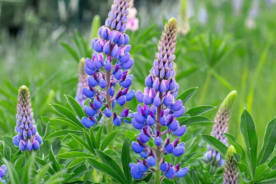 Люпин узколистный Lupinus angustifolius