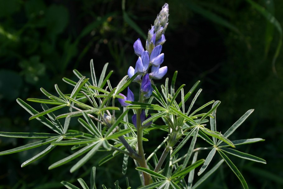 Люпин узколистный angustifolius