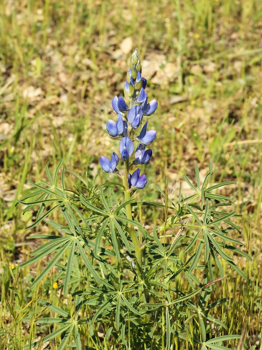 Lupinus angustifolius