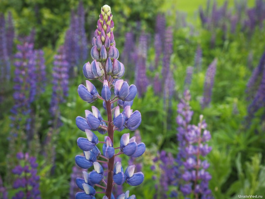 Люпин однолетний Белозерный