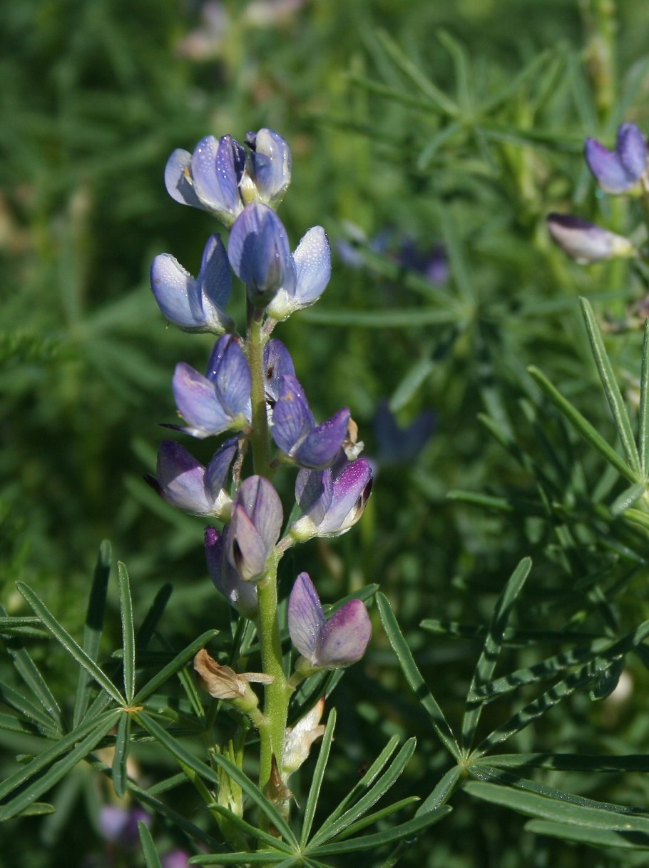 Lupinus angustifolius