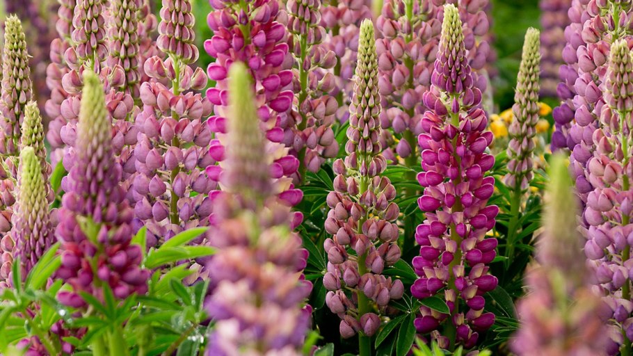 Люпины Балезино