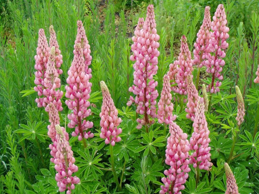 Люпин королевский