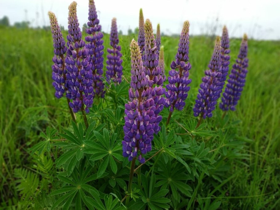 Люпин минарет