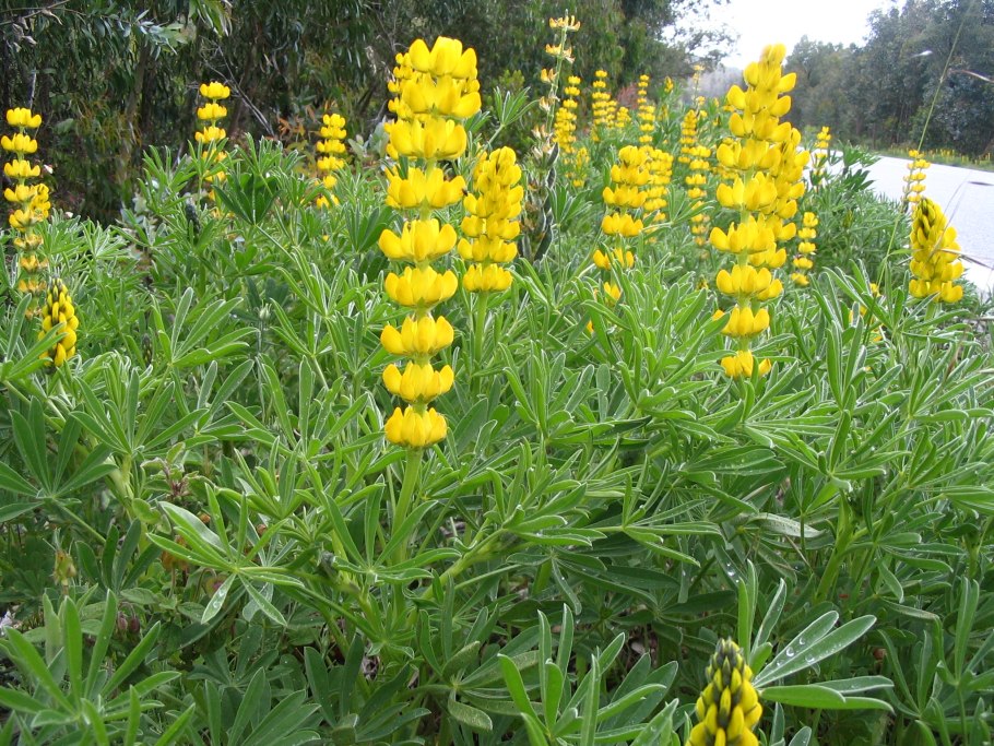 Lupinus luteus