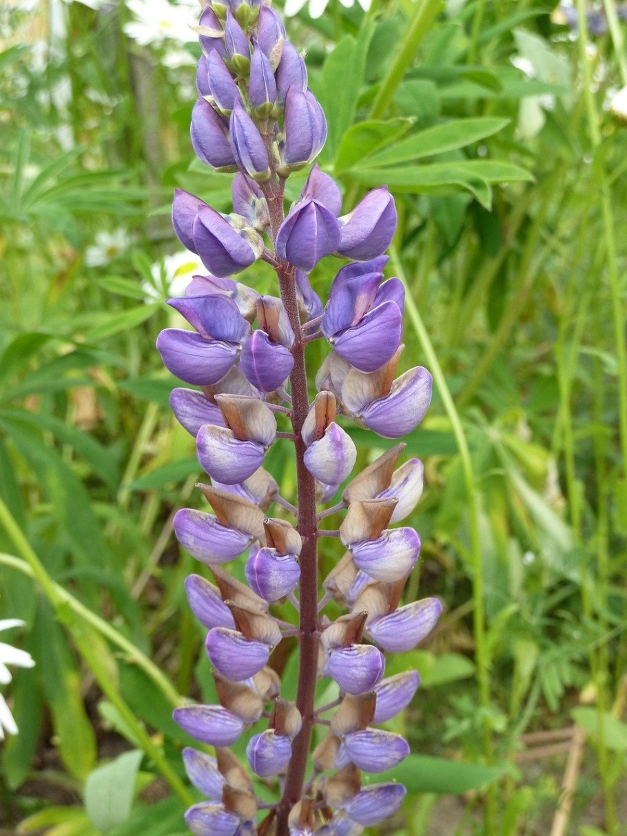 Сидерат Люпин узколистный