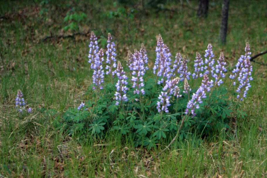 Lupinus perennis