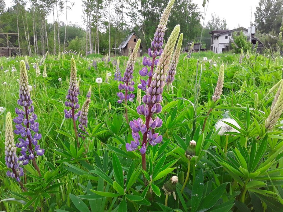 Синий узколистный Люпин