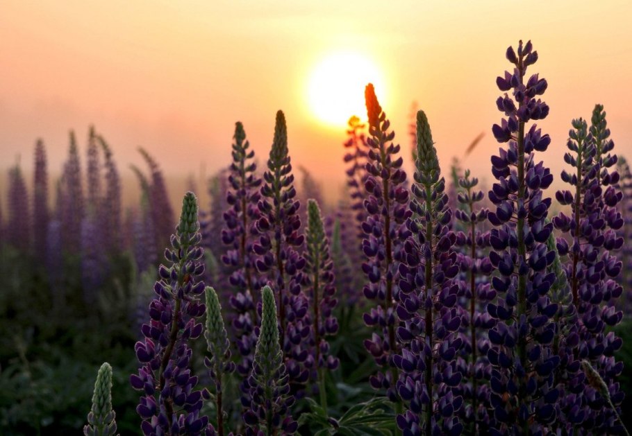 Люпин многолистный минарет