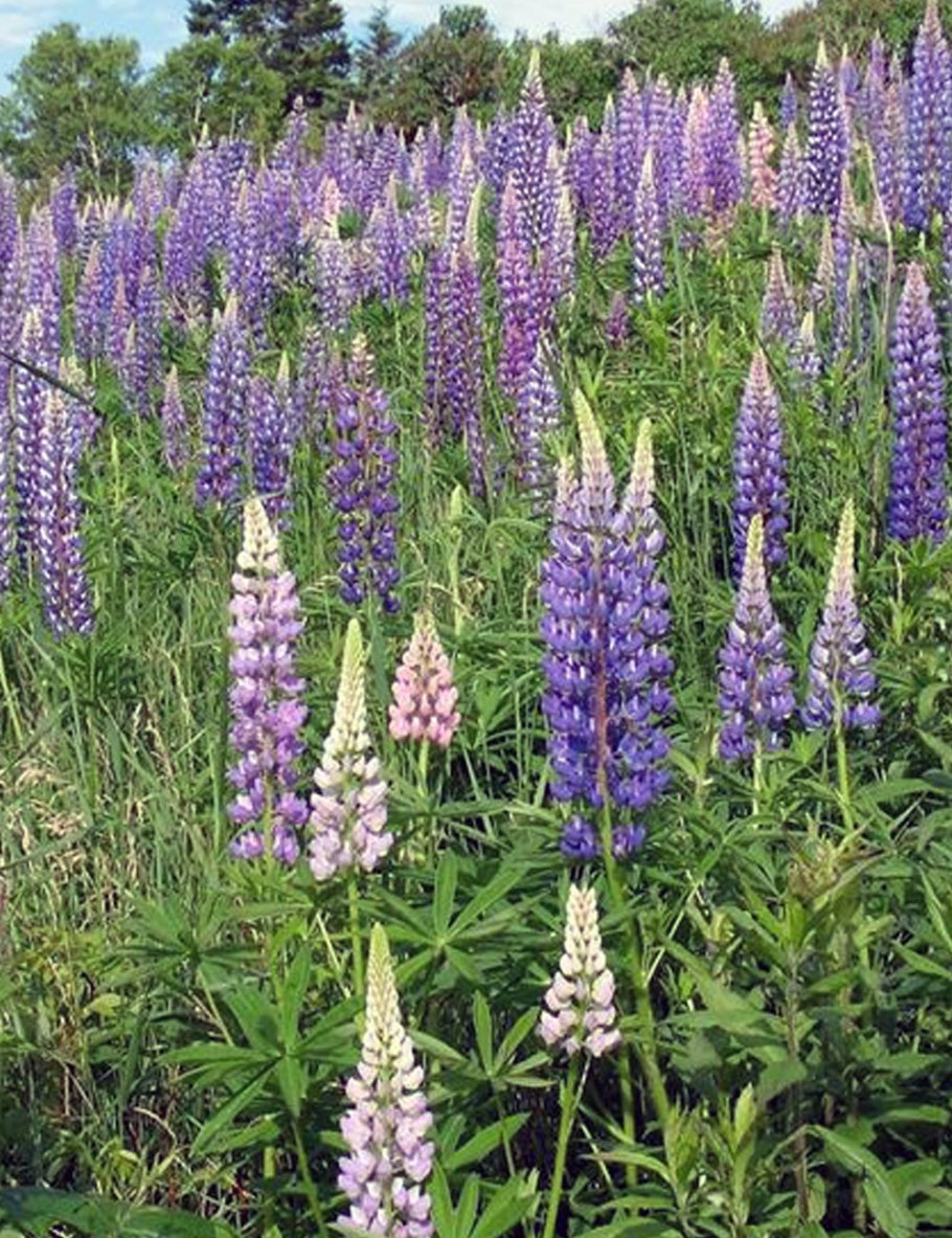 Люпин говернер