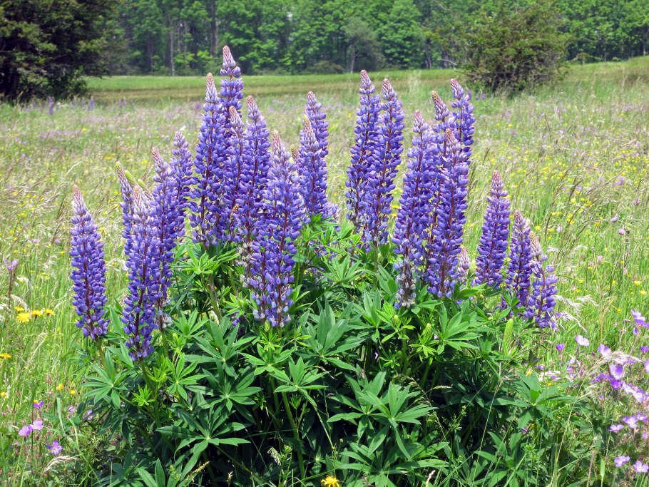 Люпин многолистный lupinus polyphyllus