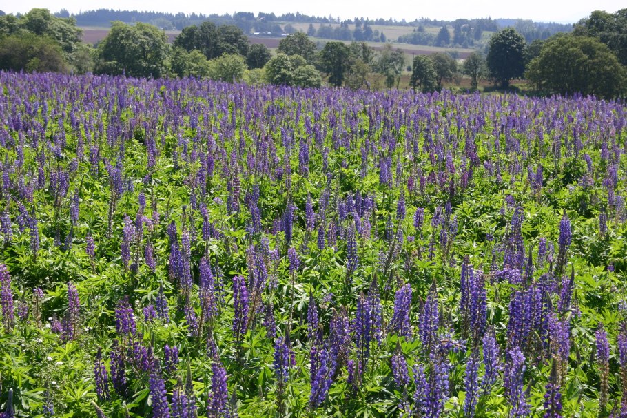 Люпин узколистный Белозерный 110