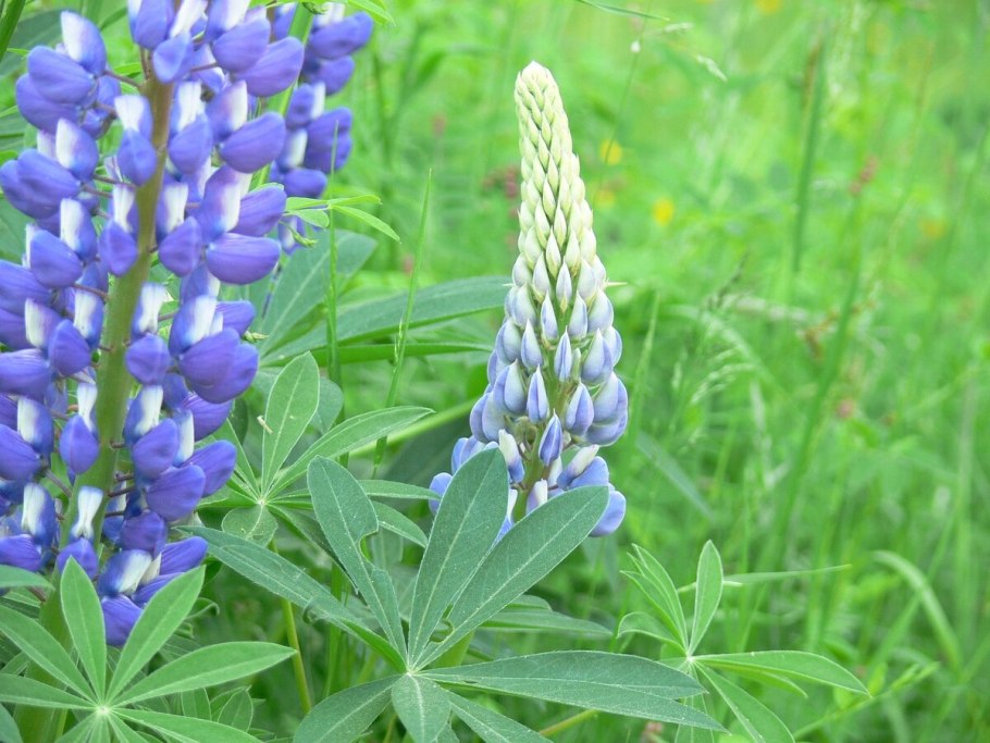 Lupinus angustifolius