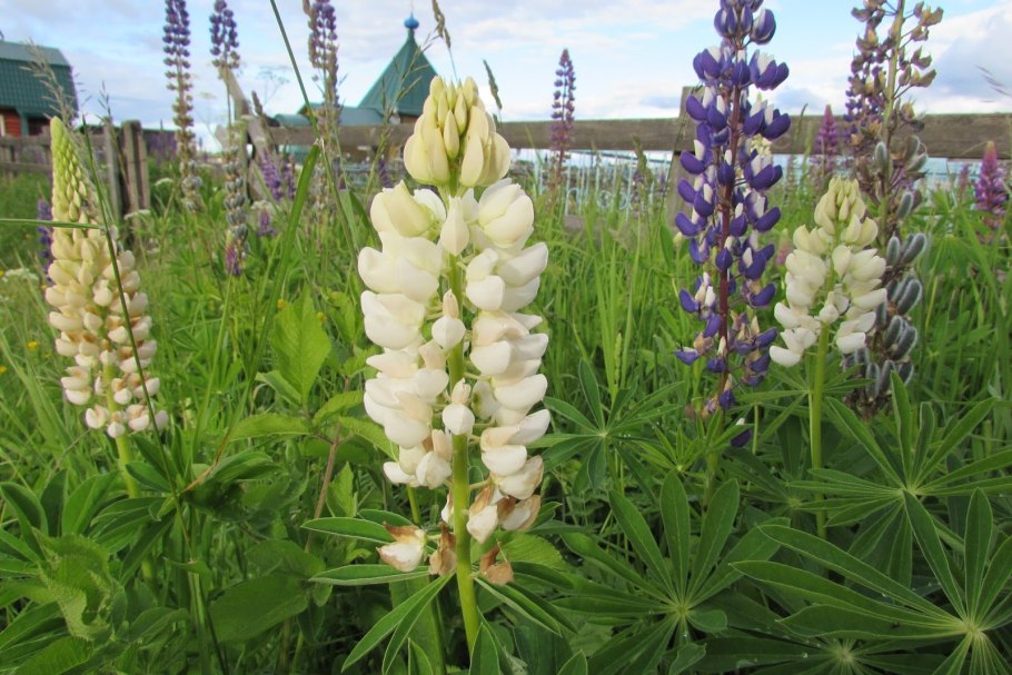 Сидерат Люпин узколистный