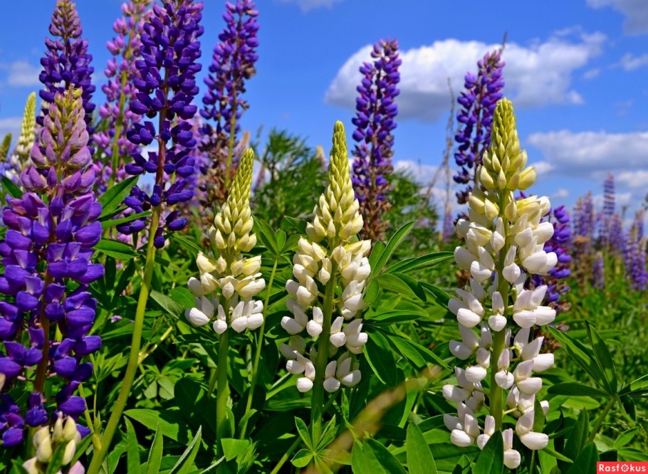Люпин однолетний сидерат