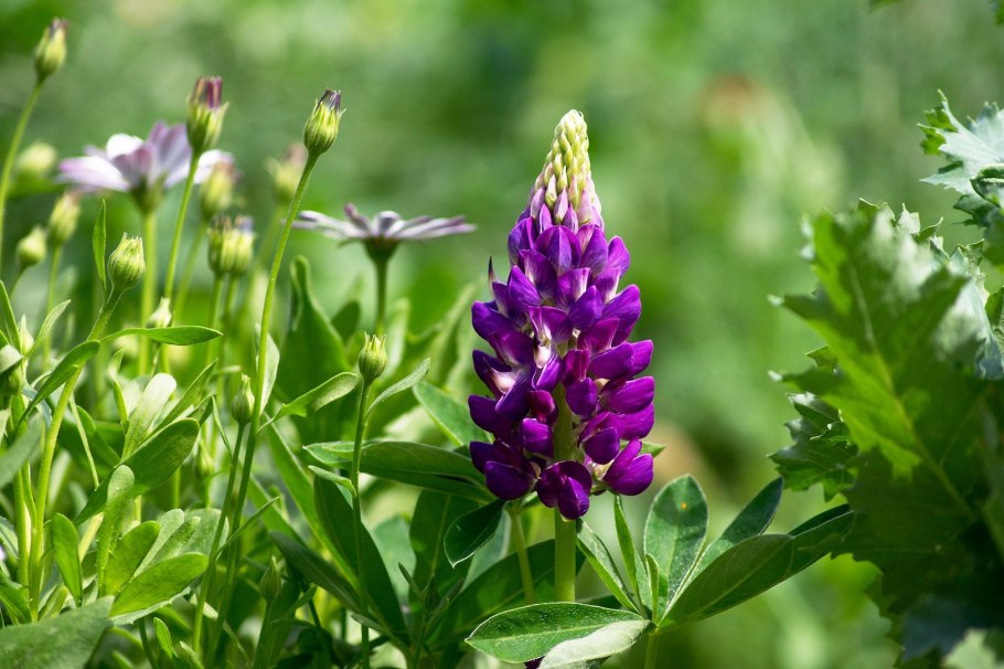 Сидерат Люпин узколистный