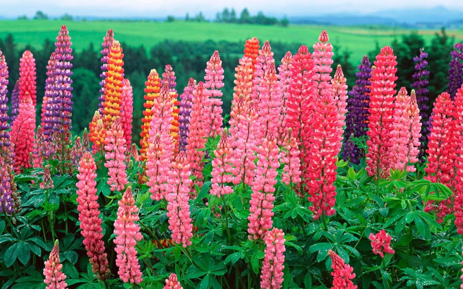 Люпин Белозерный сидерат