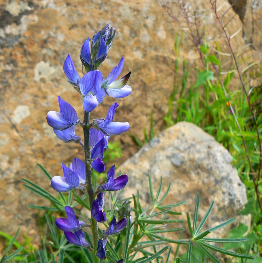 Lupinus angustifolius