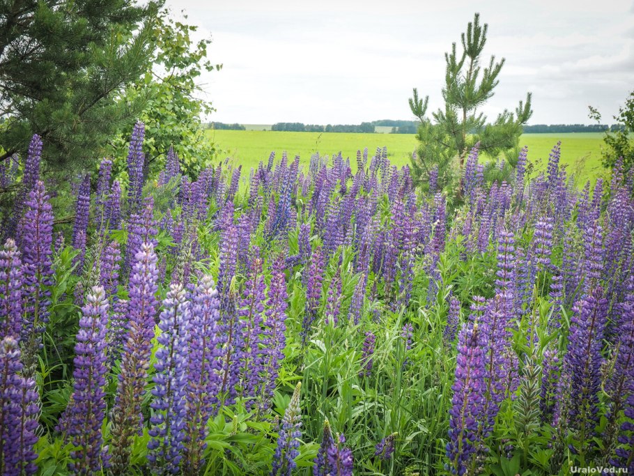 Lupinus angustifolius