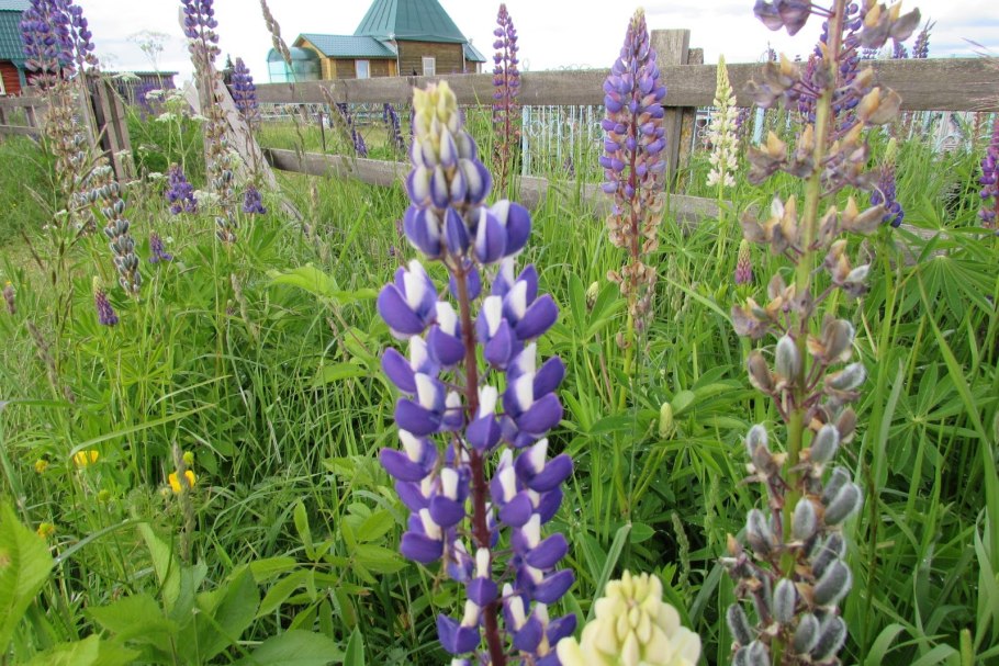 Люпин сидерат