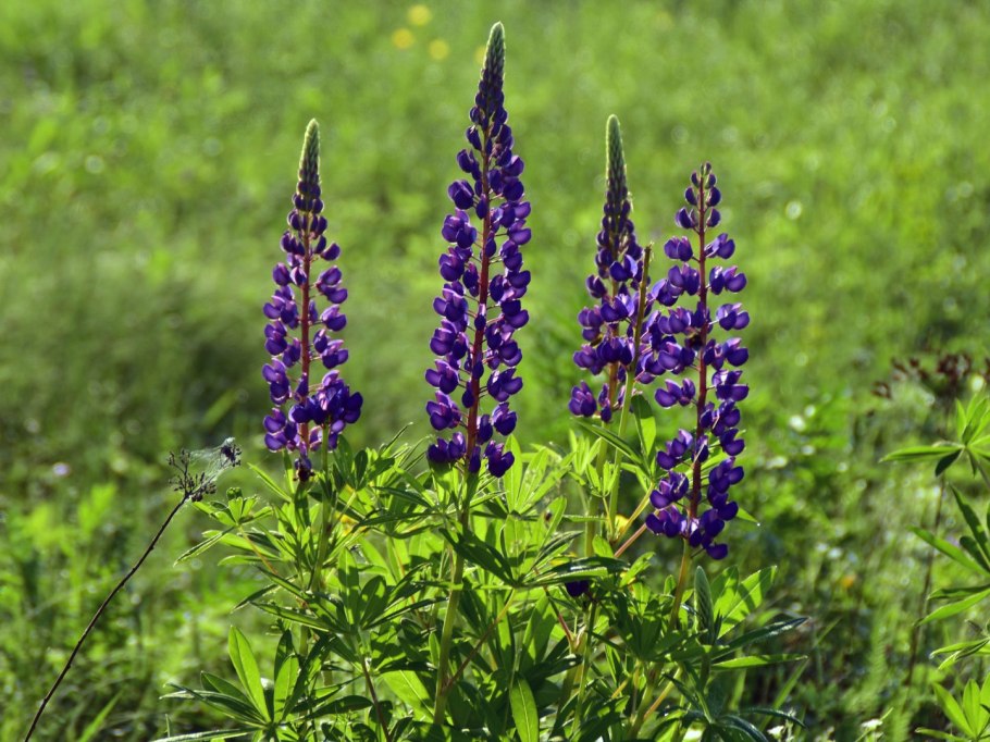 Люпин узколистный Белозерный 110