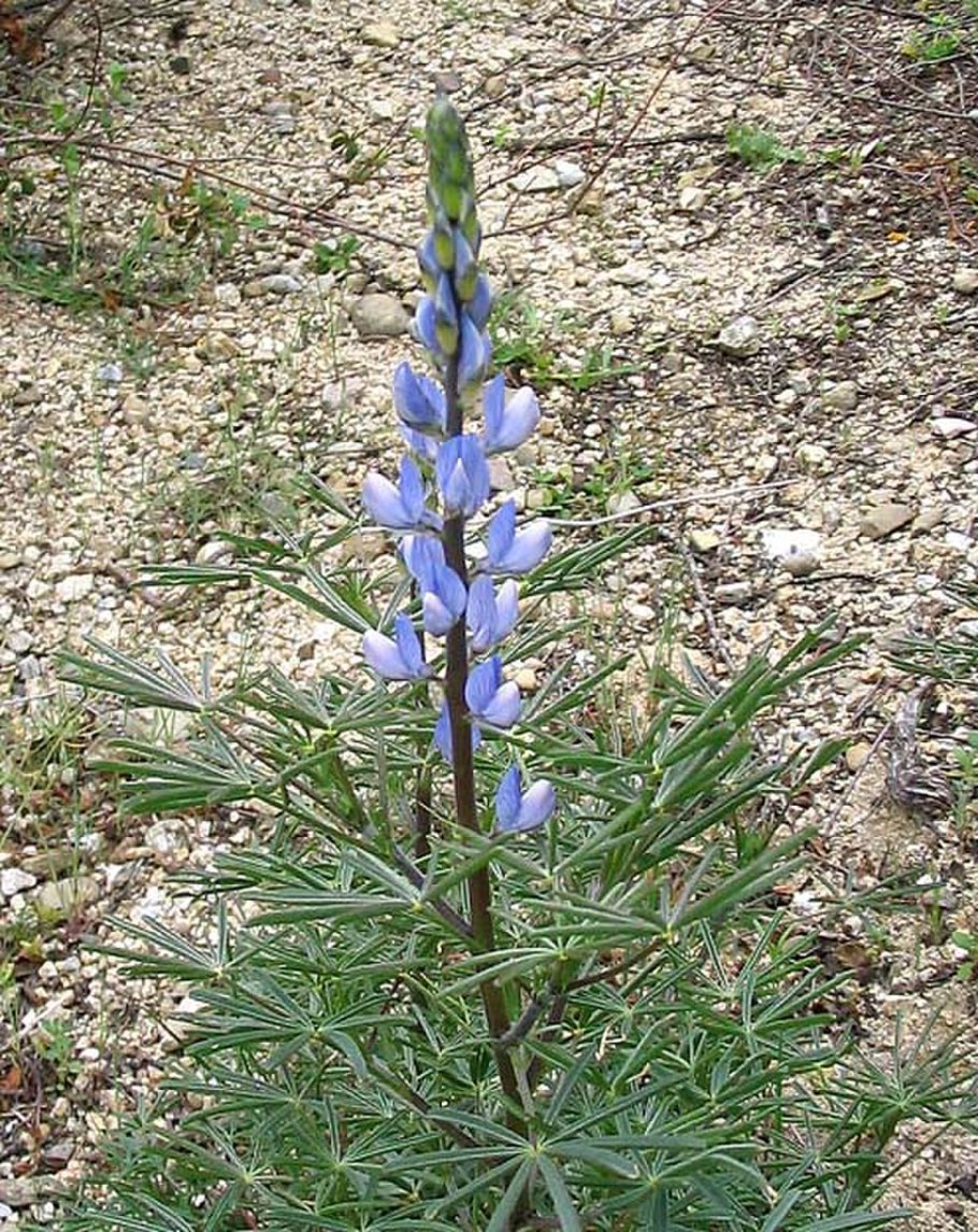 Lupinus angustifolius