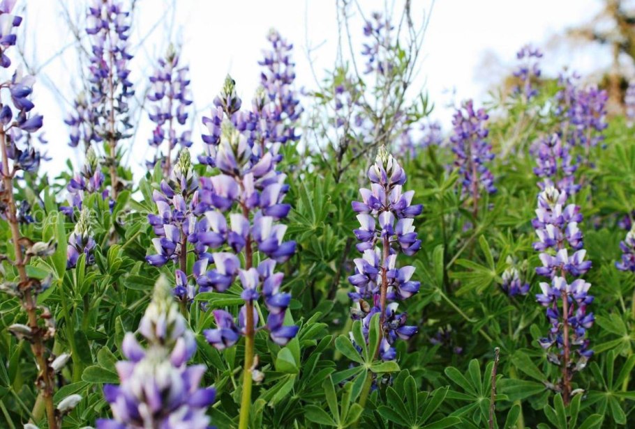 Люпин узколистный белый