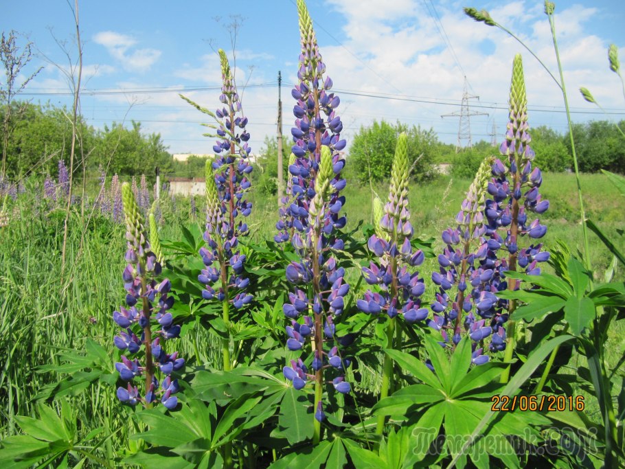 Люпин однолетний белозерный