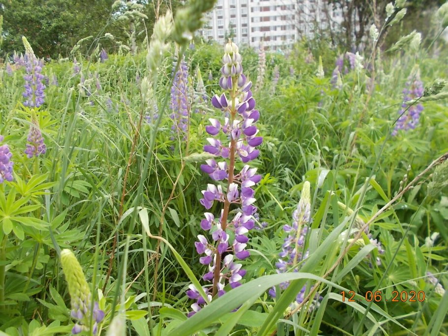 Сидерат люпин