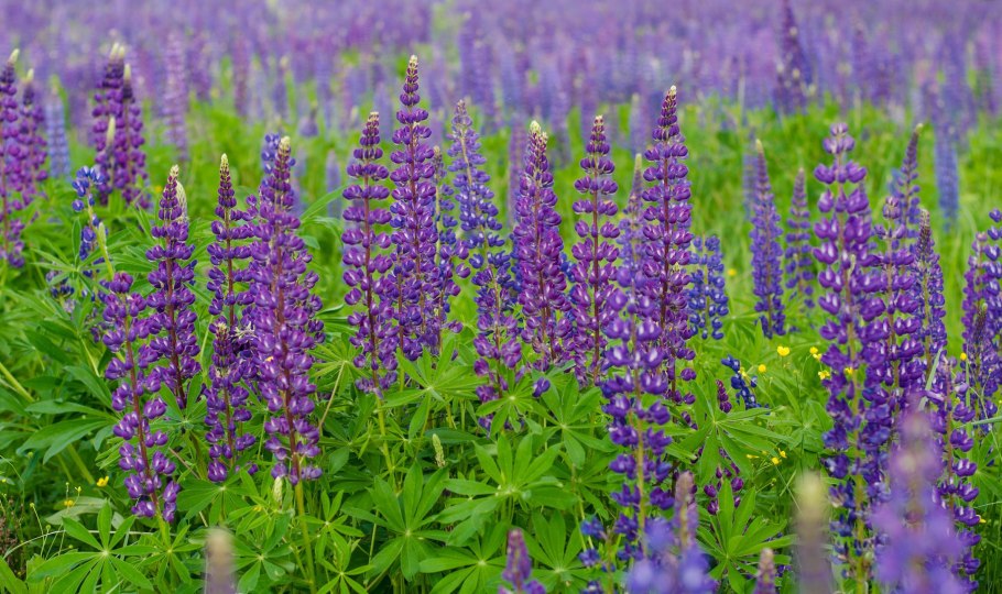 Сидерат люпин узколистный