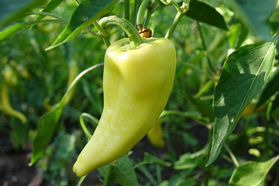 Перец Capsicum annuum
