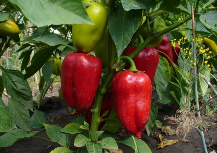 Перец сладкий Ирэн f1