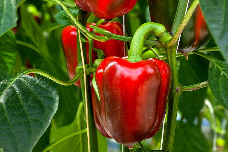 Перец Бандай f1