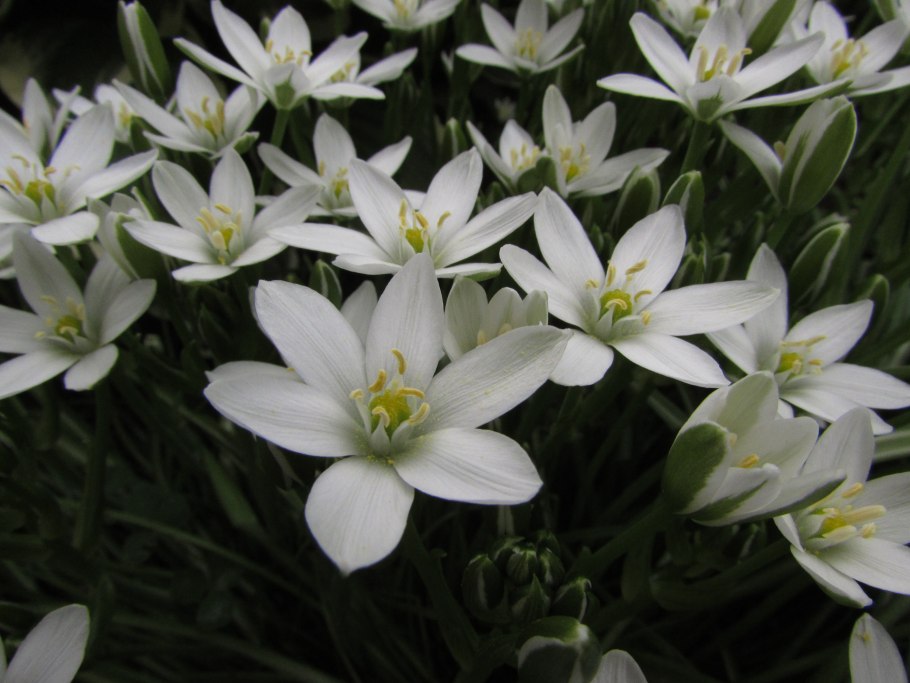 Птицемлечник ботаника