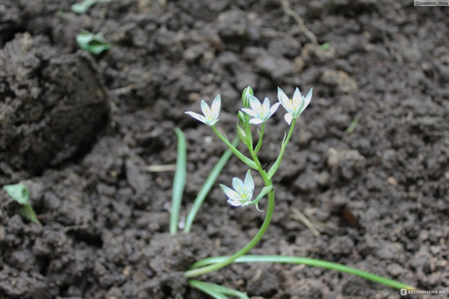Орнитогалум (Ornithogalum) umbellatum