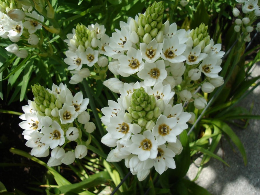 Орнитогалум маунт фуджи