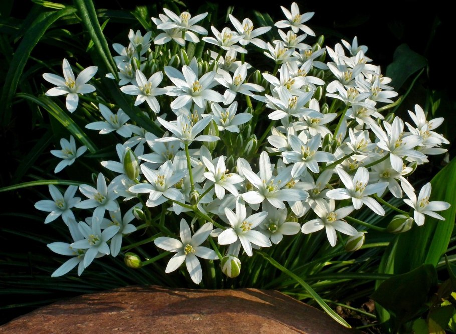 Птицемлечник "зонтичные" 5+ (10шт) 1255