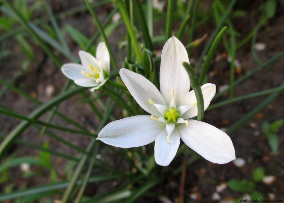 Птицемлечник луковичный