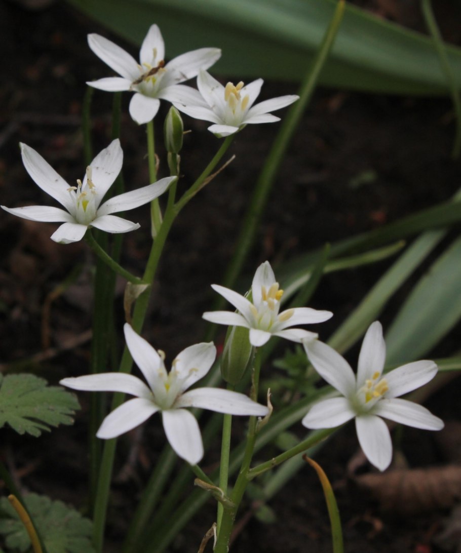 Птицемлечник коха