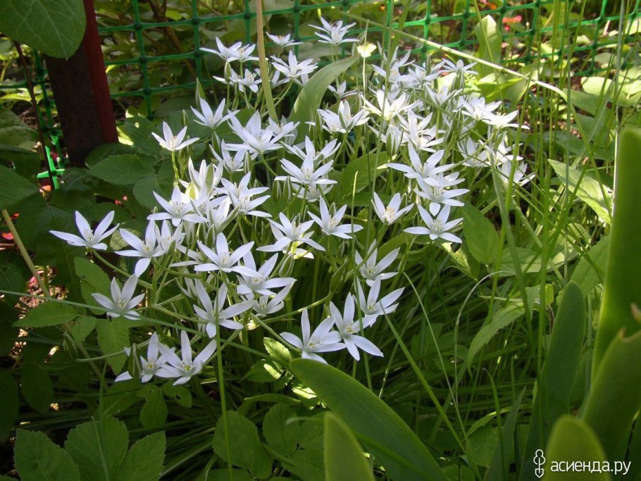 Птицемлечник зонтичный