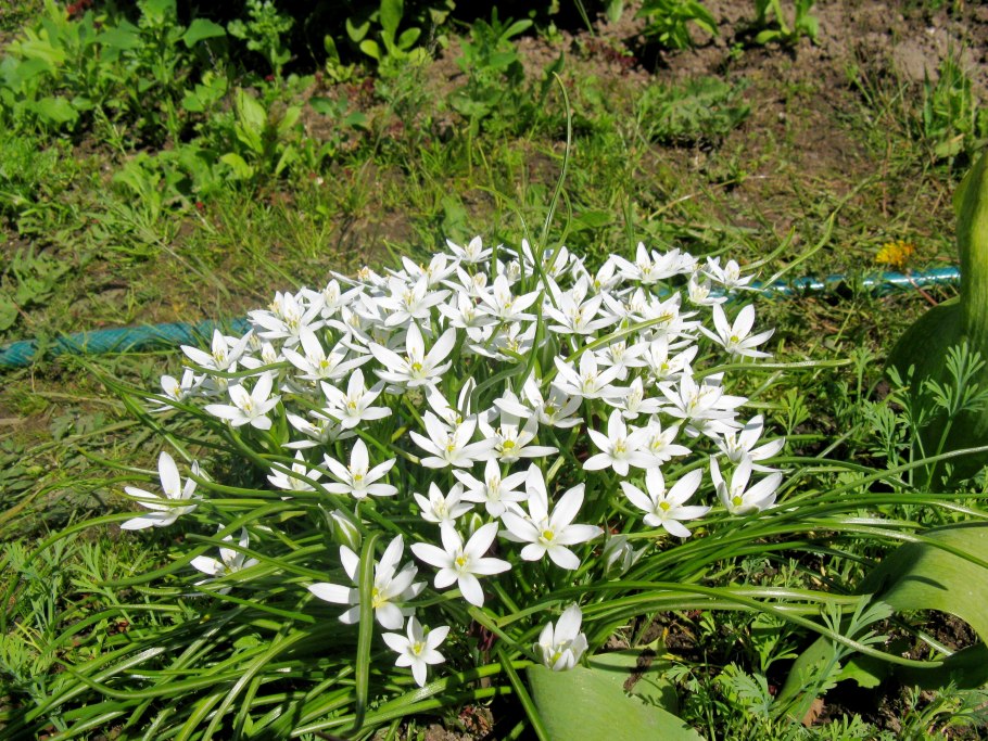 Птицемлечник плосколистный