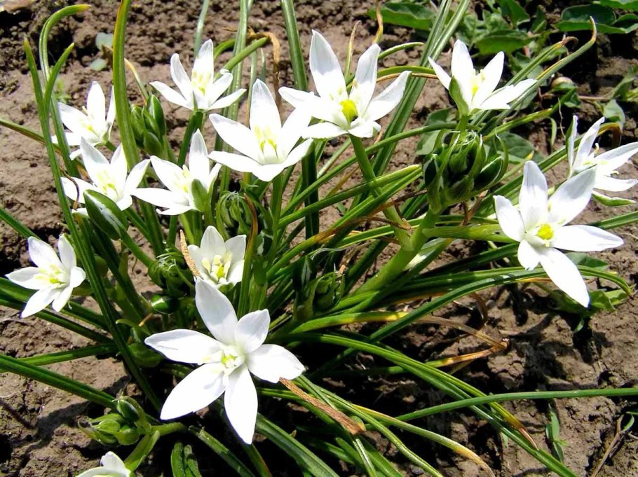 Птицемлечник umbellatum