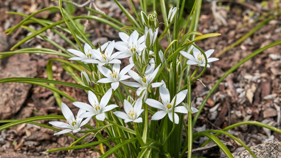 Птицемлечник многолетка
