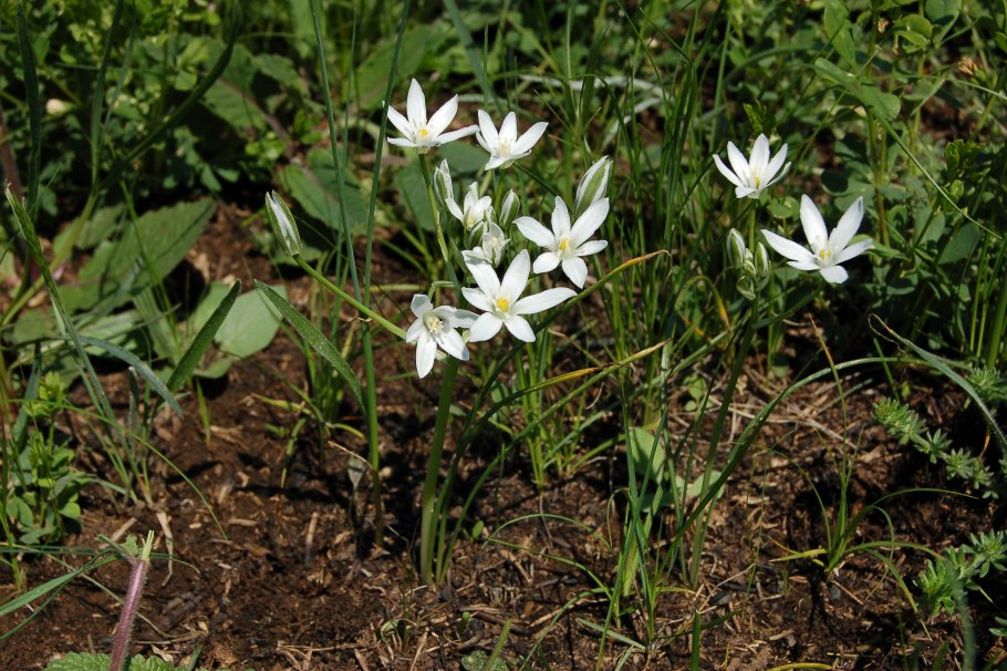 Орнитогалум тирсовидный