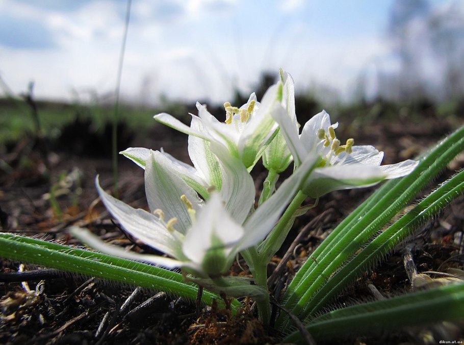Ornithogalum balansae