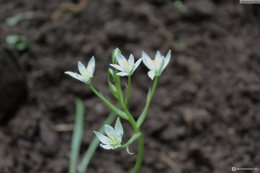 Птицемлечник в букетах