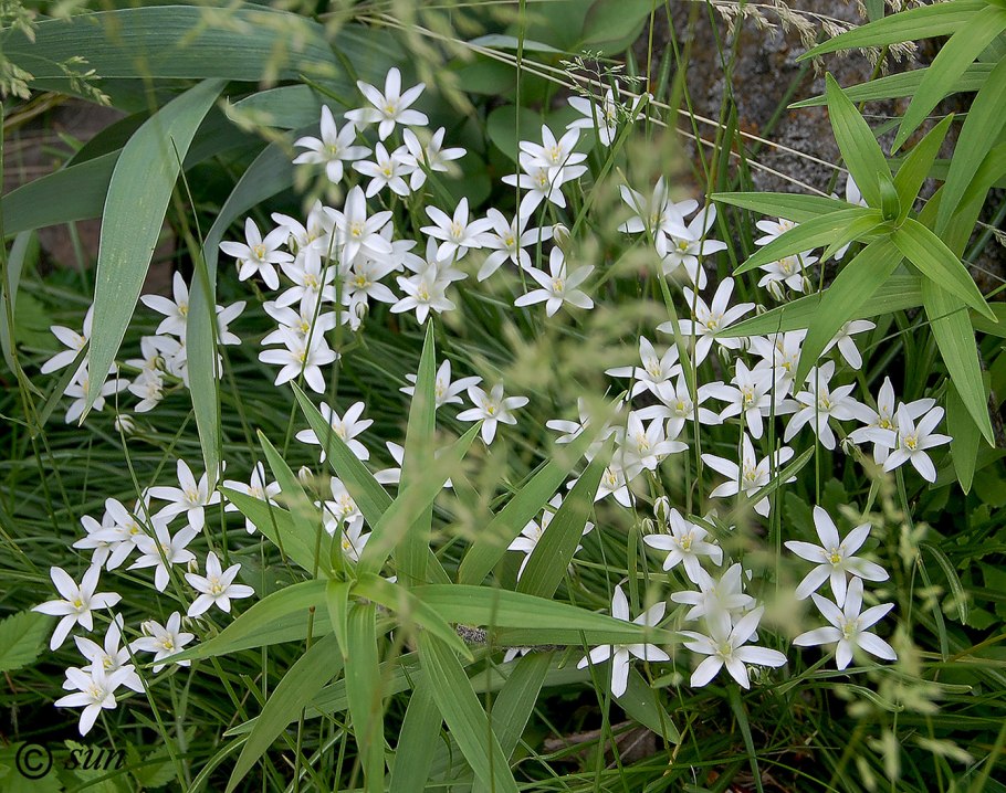 Ornithogalum longibracteatum